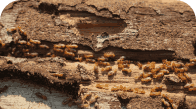 Termite Control