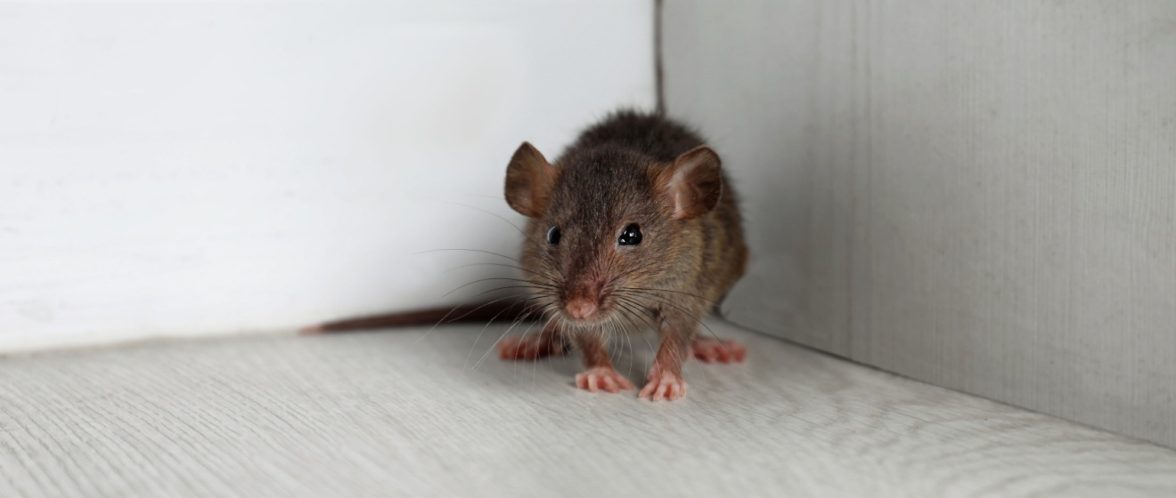Are Rats and Mice a Common Problem for Lebanon Homeowners?
