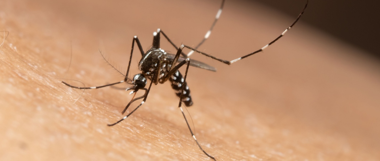 Best Mosquito Exterminators in Lebanon, TN