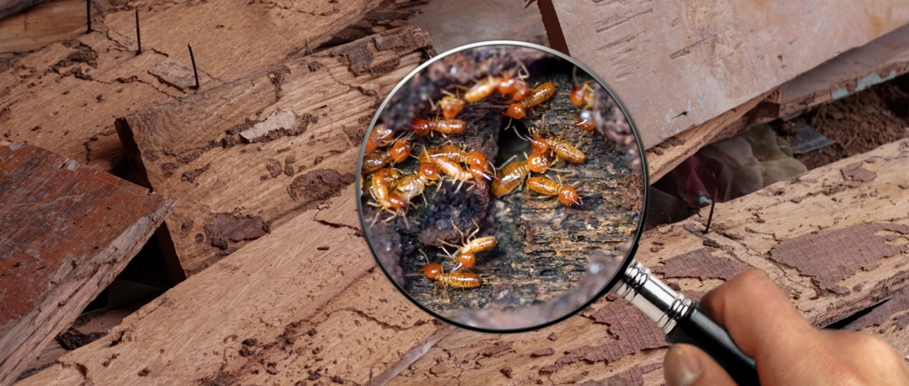 How Do I Know If I Have a Termite Infestation?