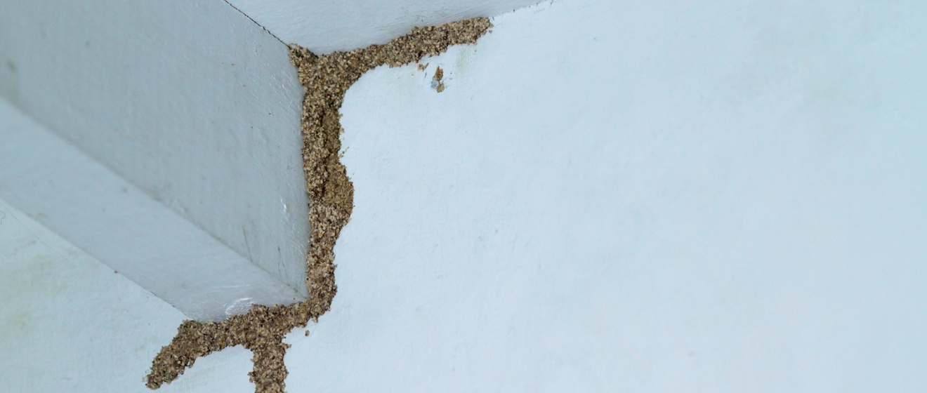 How to Spot Termite Damage in Your Lebanon, TN Home Before It’s Too Late