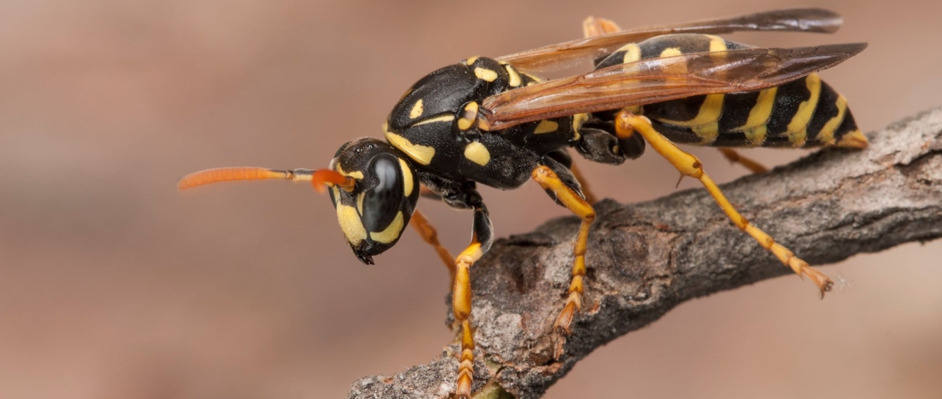 Protect Your Lebanon Property from Wasps and Hornets