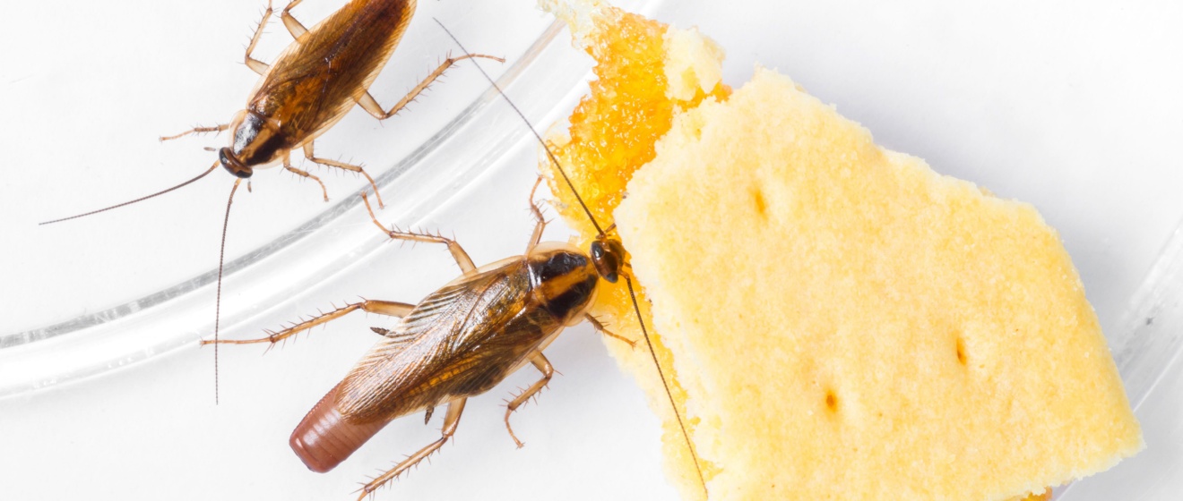 German Cockroaches in Lebanon, TN: Why They’re So Hard to Get Rid Of