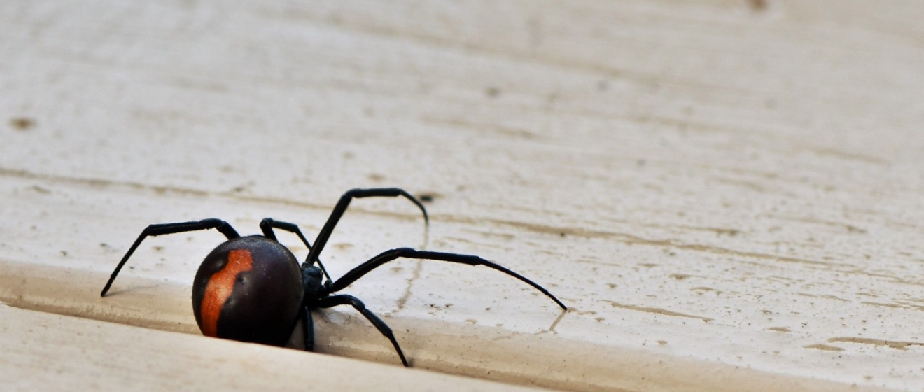 What Types of Spiders Are Common in Lebanon?