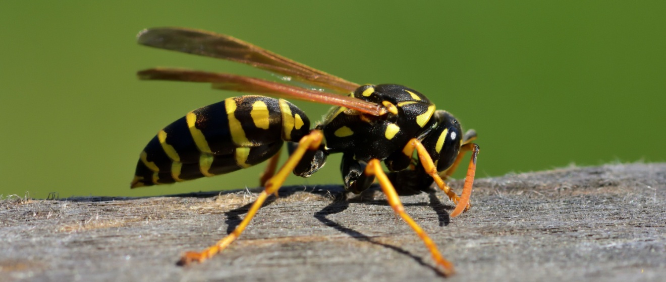 Safe Wasp Removal Services in Lebanon, TN