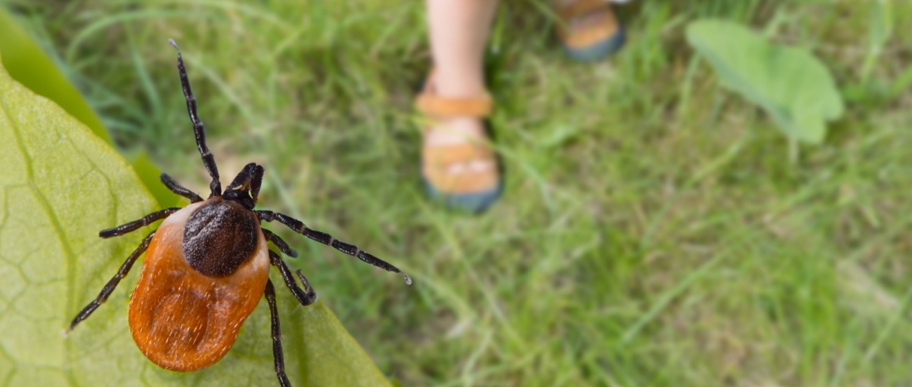 How Do I Know If I Have Fleas and Ticks in My Backyard?
