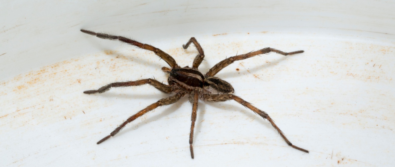 Best Spider Exterminators in the Lebanon, TN Area