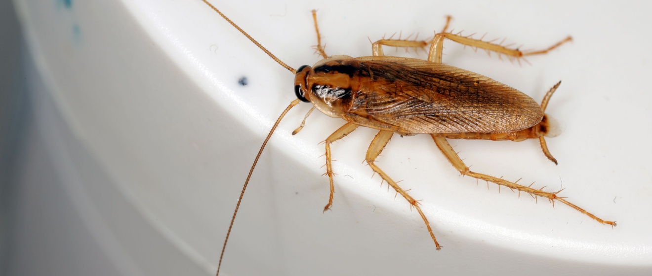How to Know If You Have a German Cockroach Infestation in Your Home