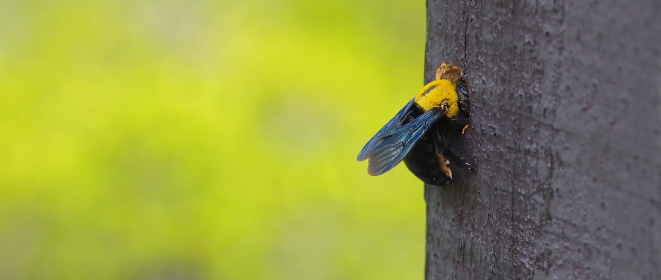 How to Identify and Prevent Carpenter Bee Damage