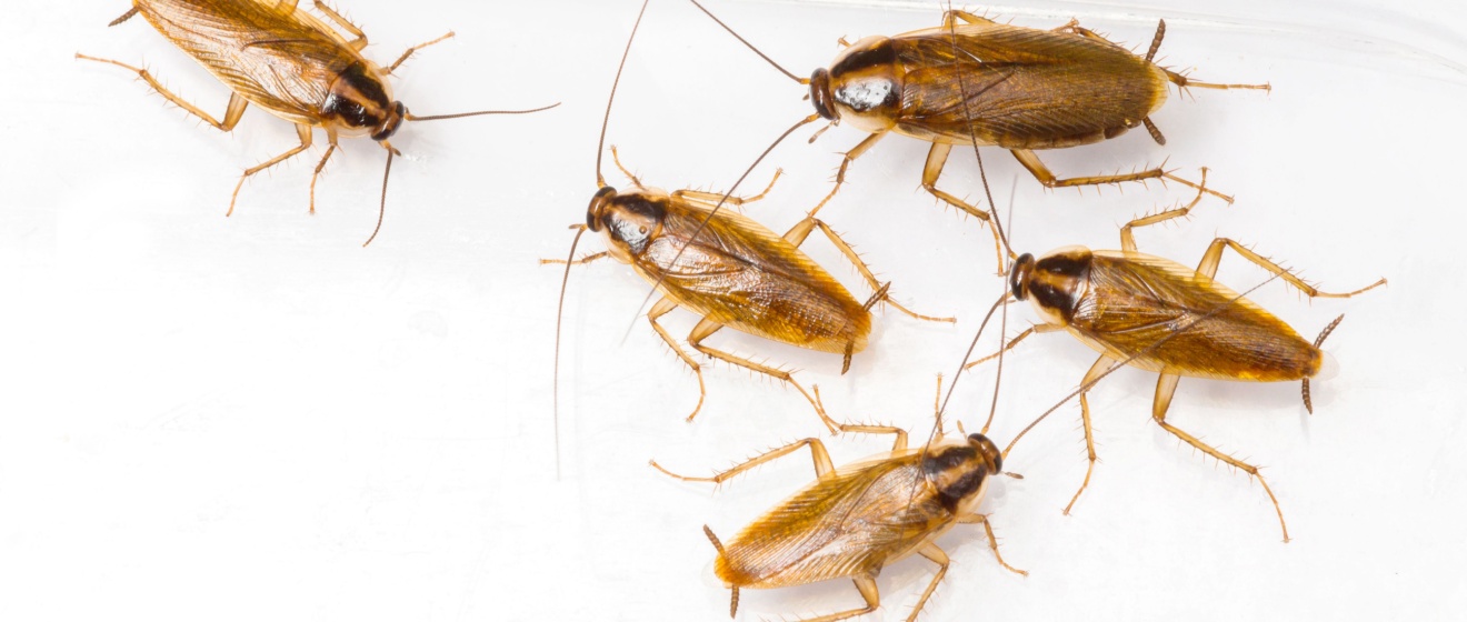 Why German Cockroaches Keep Coming Back (and How to Stop Them for Good)