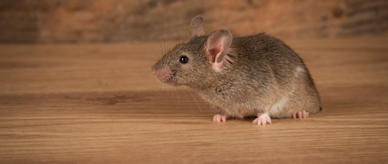 Best Rodent Exterminators in Lebanon, TN