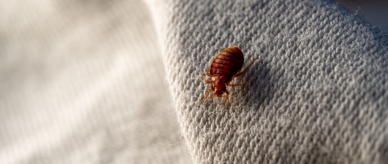 Are Bed Bugs a Common Problem in Lebanon, TN?
