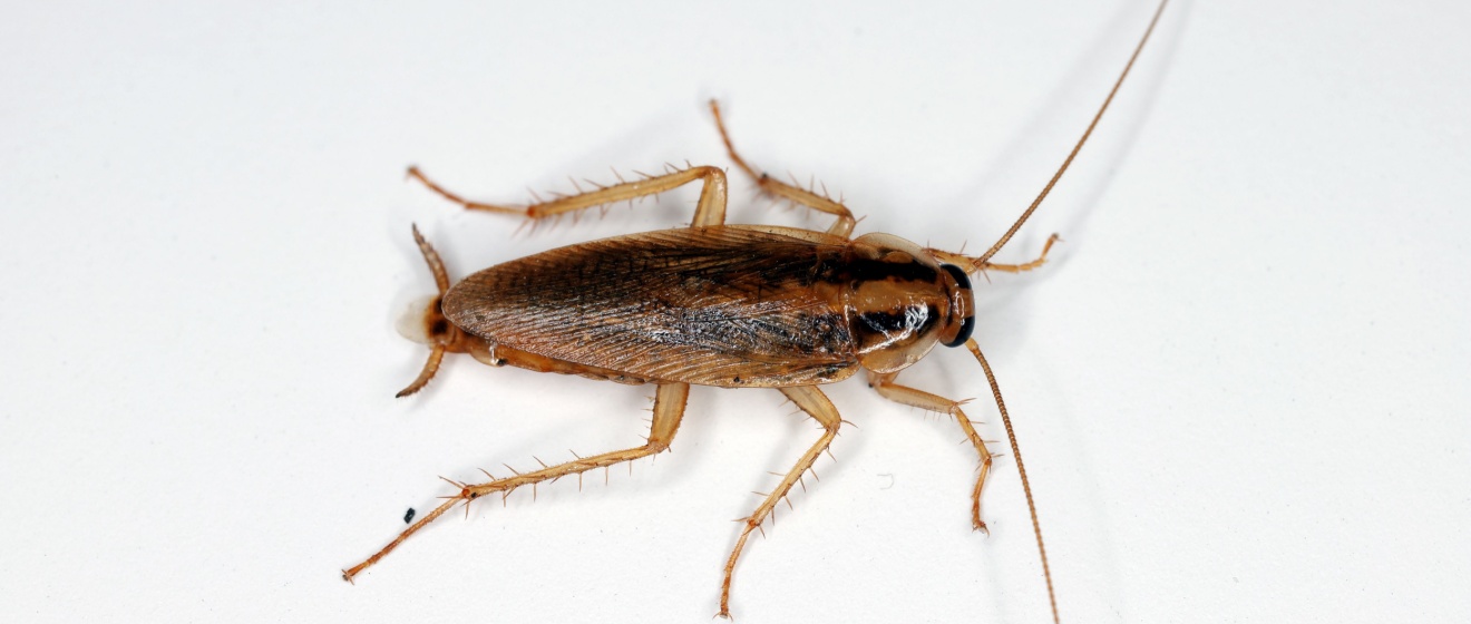 Prevention Tips to Keep German Cockroaches Out of Your Lebanon Home