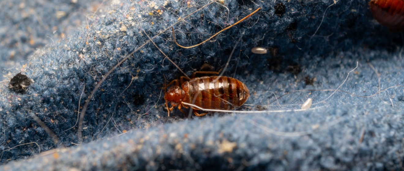 Lebanon’s Best Bed Bug Exterminators