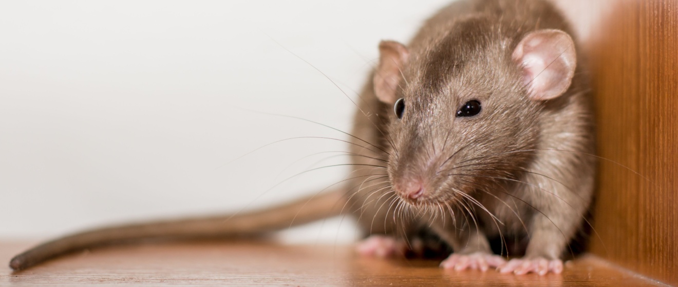 Why Professional Rodent Control Beats DIY Traps in Lebanon, TN