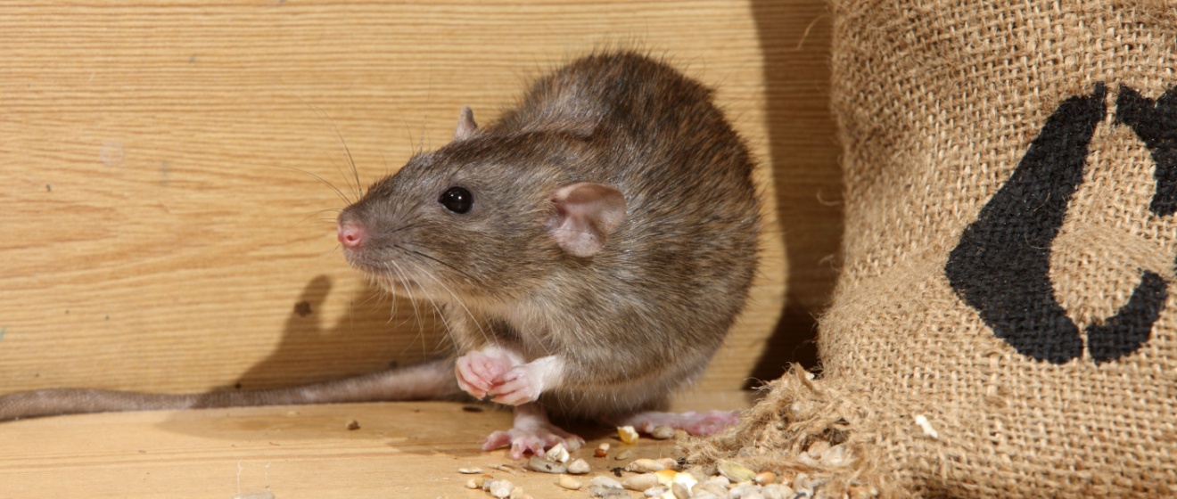 Who’s the Top Pest Control Company for Mice and Rat Problems in Lebanon, TN?