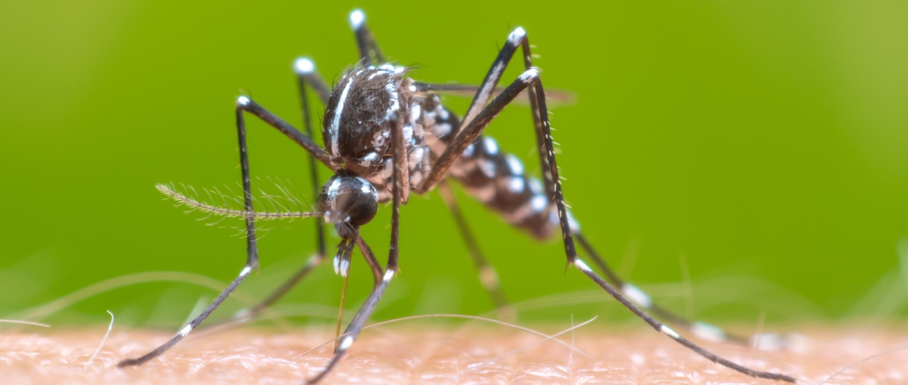 Top 7 Reasons to Choose Apple’s Environmental Pest Management Solutions for Mosquito Control