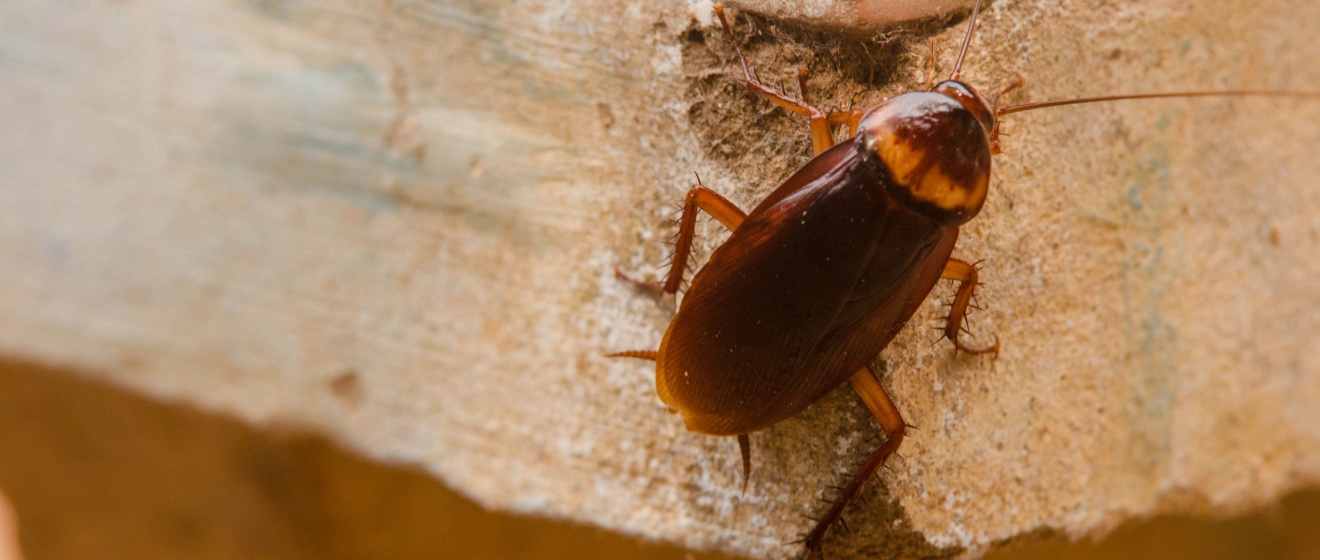 Who’s the Best Pest Control Company for Getting Rid of Cockroaches in Lebanon, TN?