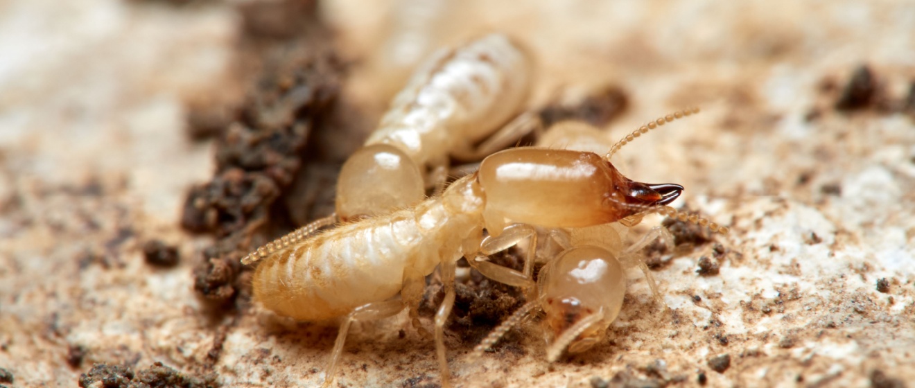 Who’s the Best Pest Control Company for Termite Infestations in Lebanon, TN?