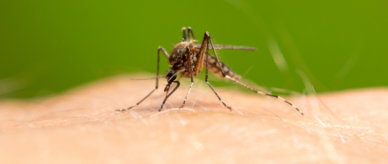 Who’s the #1 Exterminator for Mosquito Control in Lebanon, TN?