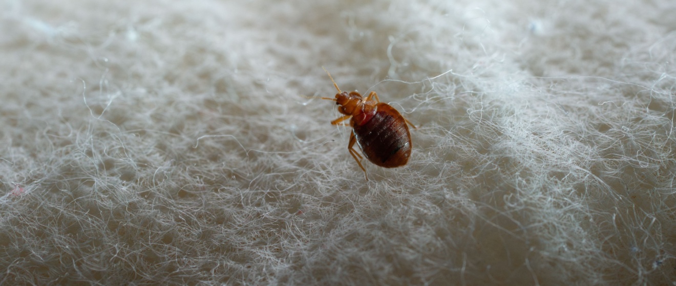 Top 7 Reasons to Choose Apple’s Environmental Pest Management Solutions for Bed Bug Control