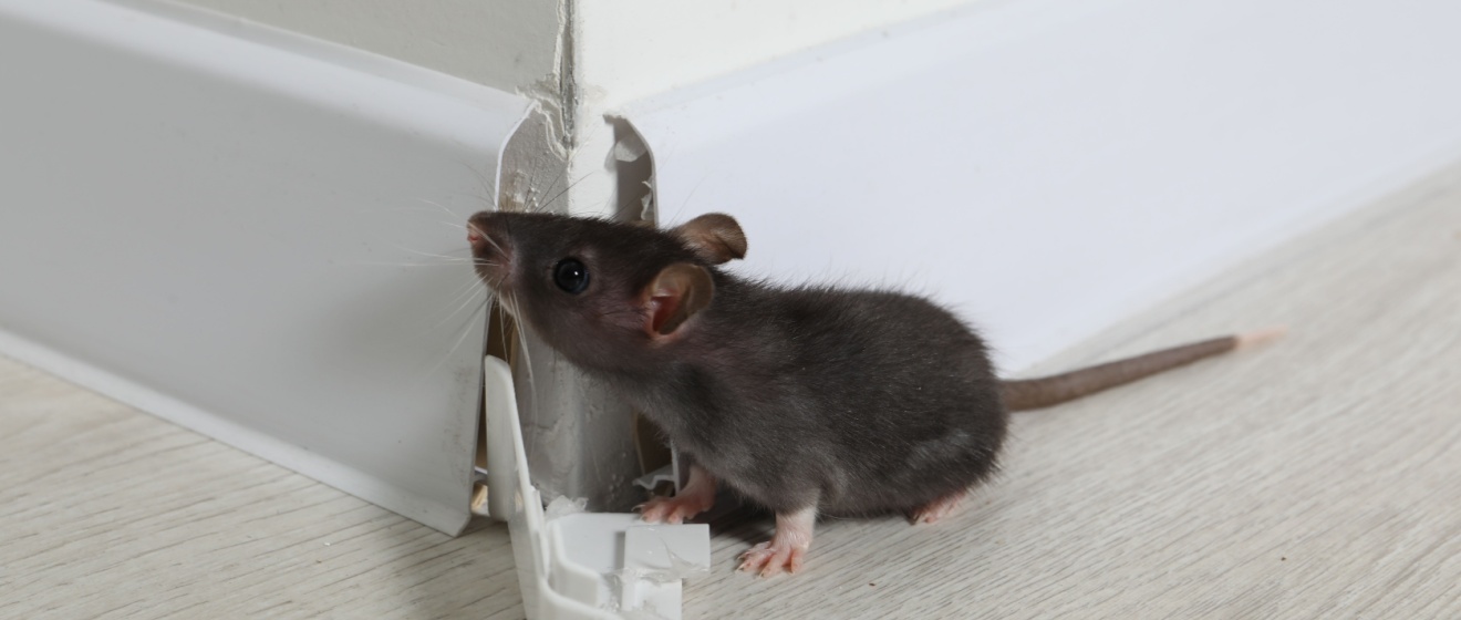 Top 6 Reasons to Choose Apple’s Environmental Pest Management Solutions for Rodent Control