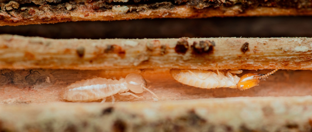 Top 7 Reasons to Choose Apple’s Environmental Pest Management Solutions for Termite Control