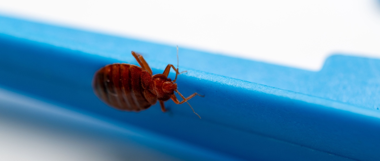 Who’s the Top Pest Control Company for Getting Rid of Bed Bugs in Lebanon, TN?