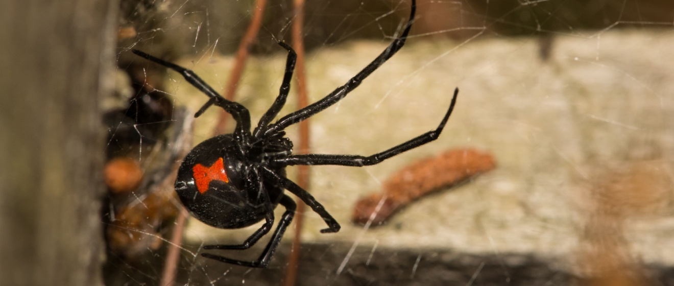 Who’s the Best Pest Control Company for Getting Rid of Spiders in Lebanon, TN?