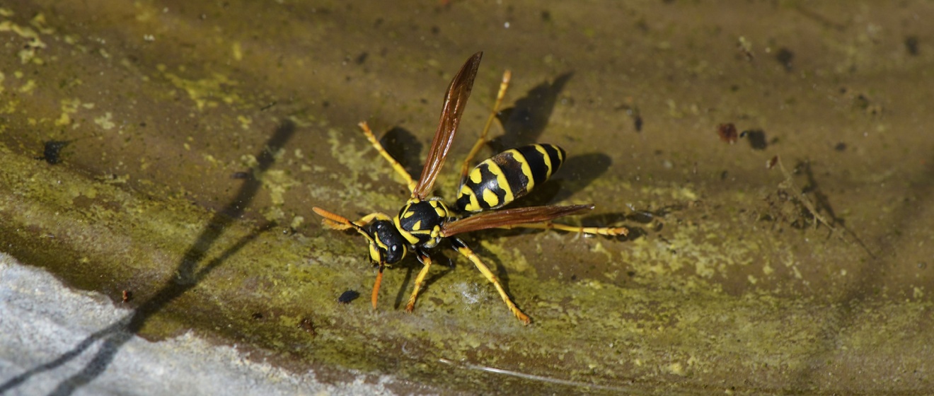 Who’s the Top Pest Control Company for Stinging Insect Removal in Lebanon, TN?