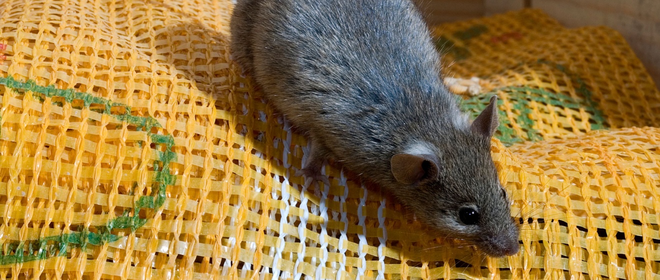 What Should I Do If I Have Mice in My Lebanon Home?