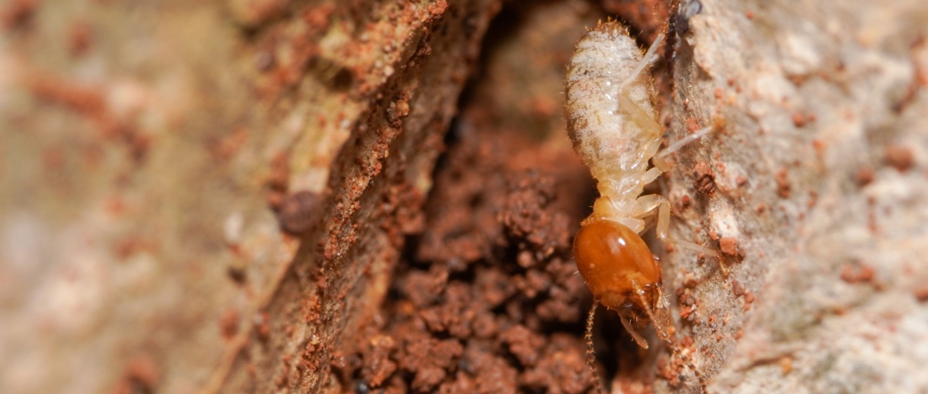 Why Termites Are a Big Problem for Homes in Middle Tennessee