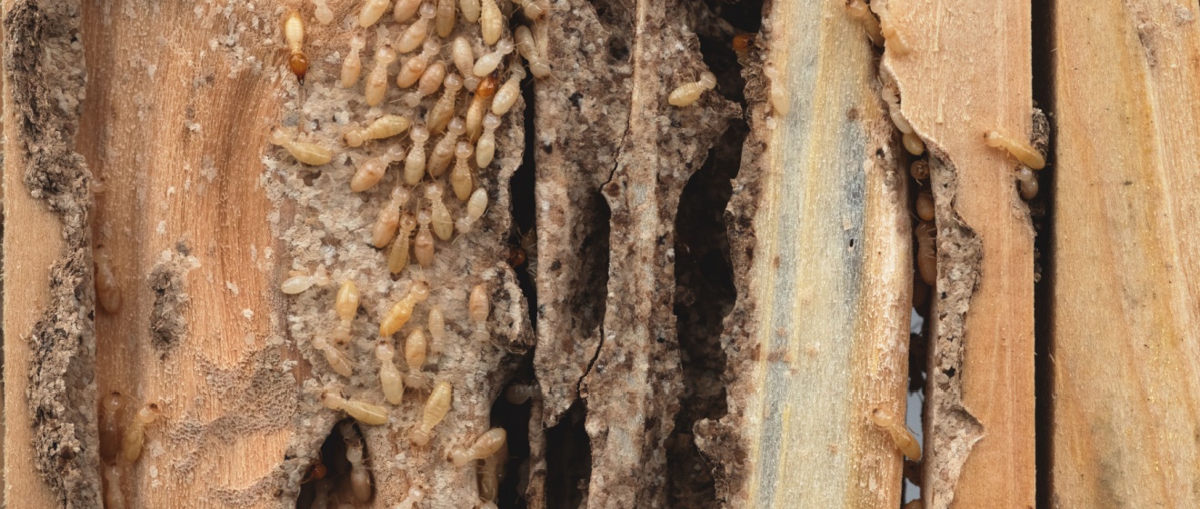 How Termite Protection Plans Save Lebanon Homeowners Thousands