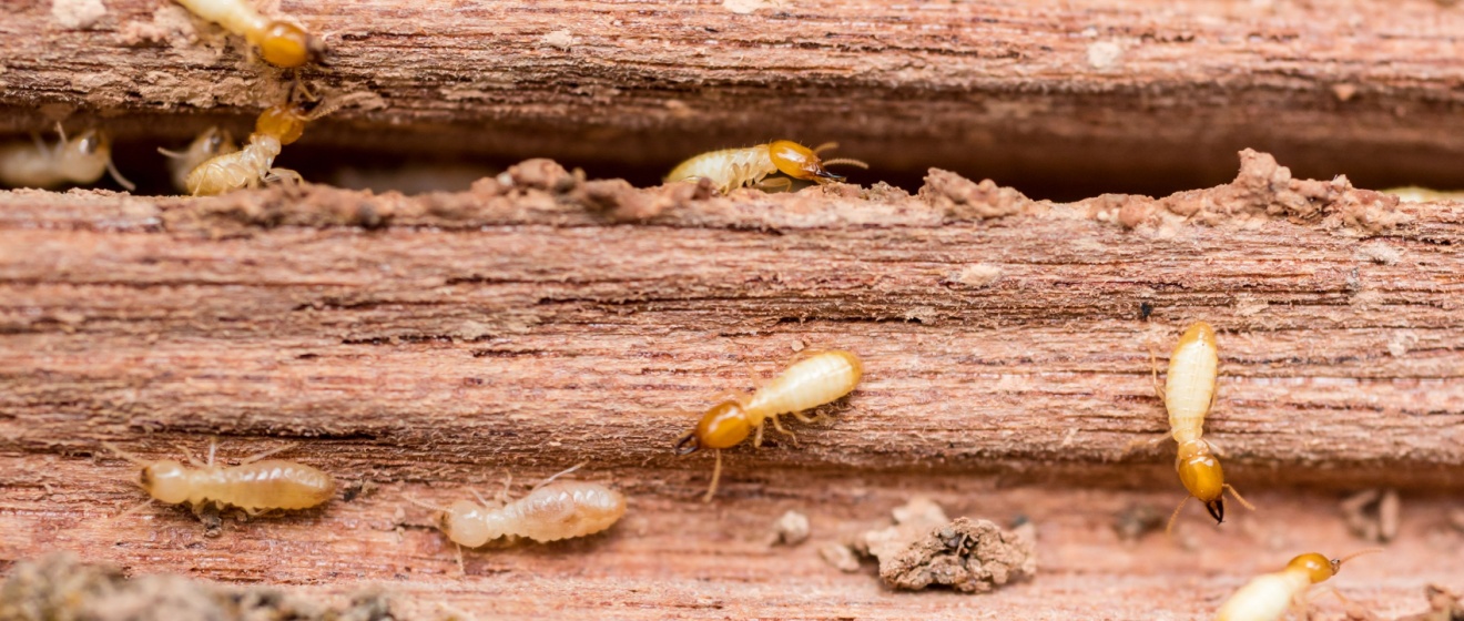 Signs You Have Termites in Your Lebanon, TN Home (And What to Do Fast)
