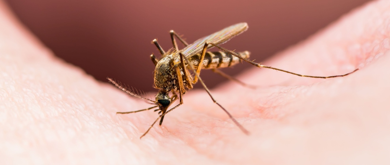 Why Mosquitoes Are So Bad in Lebanon, TN (And What You Can Do)