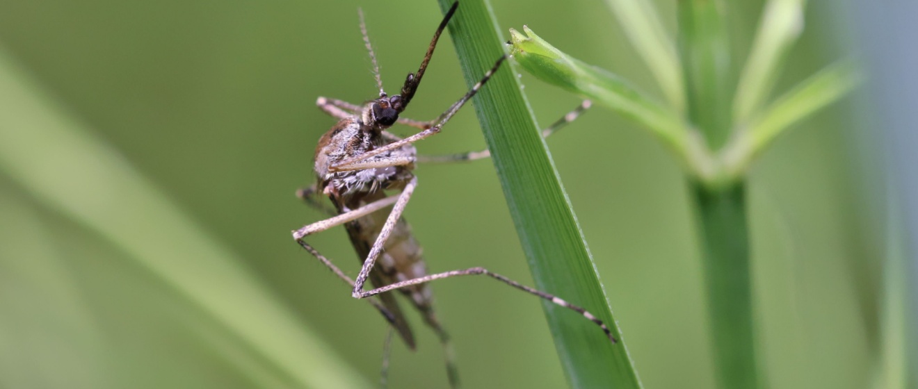 How to Reduce Mosquitoes in Your Lebanon Yard