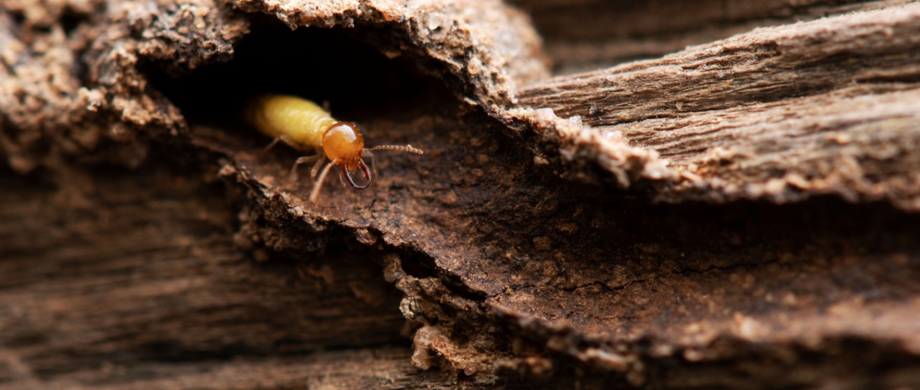 What Pests Are Most Common in Lebanon, TN Homes?