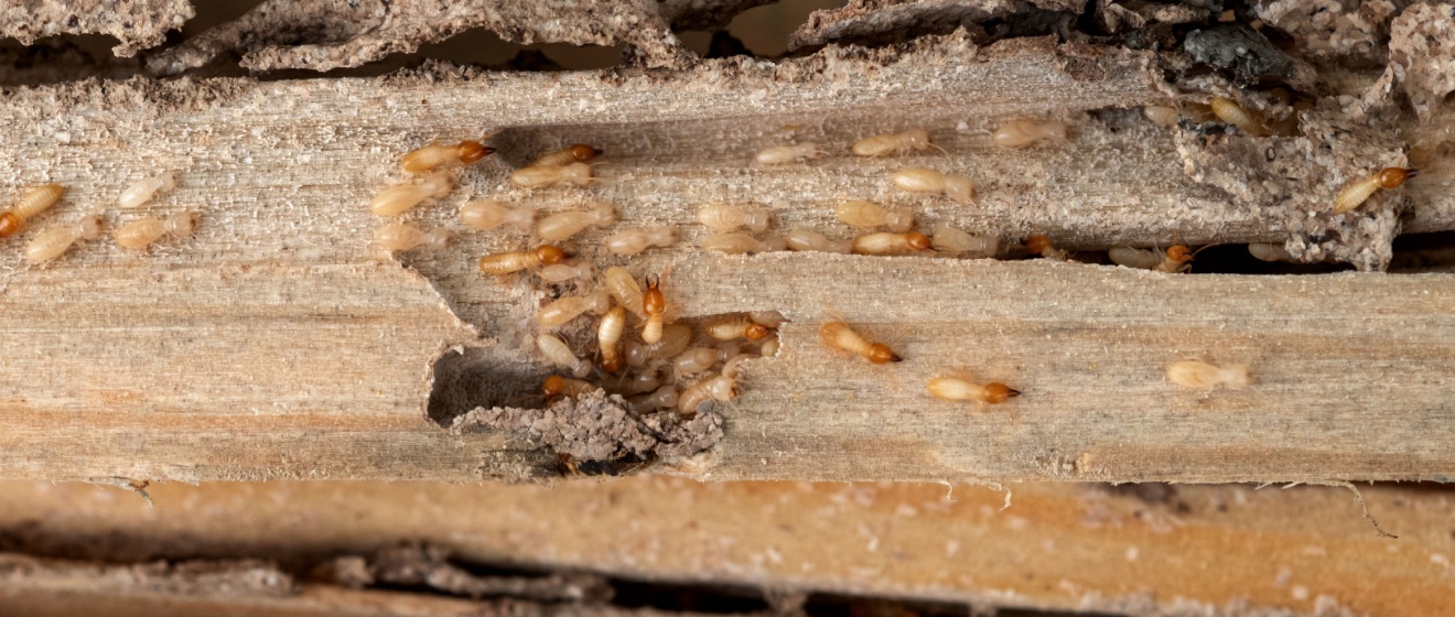How Much Does Termite Treatment Cost in Lebanon, TN?