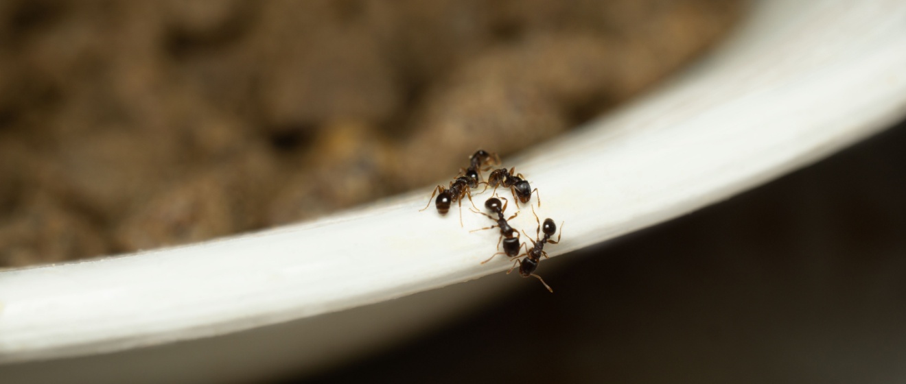 Why Do I Keep Getting Ants in My Lebanon Kitchen?