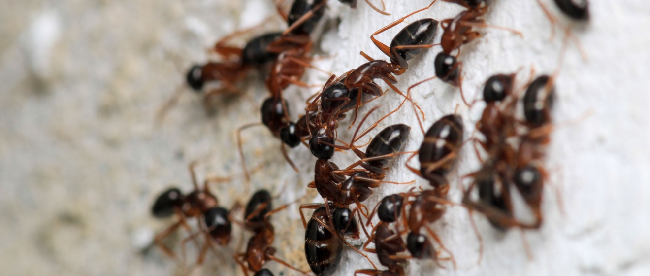 How to Get Rid of Ants in Lebanon, TN (And Why They Keep Coming Back)