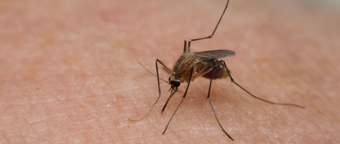 How Long Does Professional Mosquito Treatment Last in Tennessee?