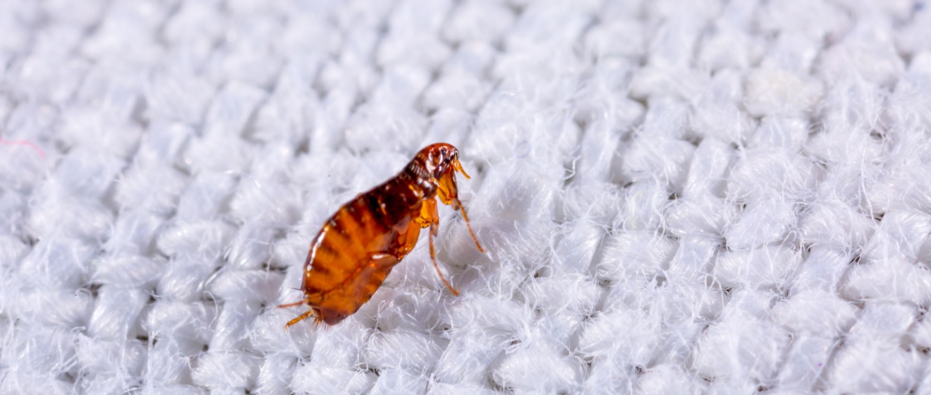 The Best Time of Year for Flea & Tick Treatments in Middle Tennessee
