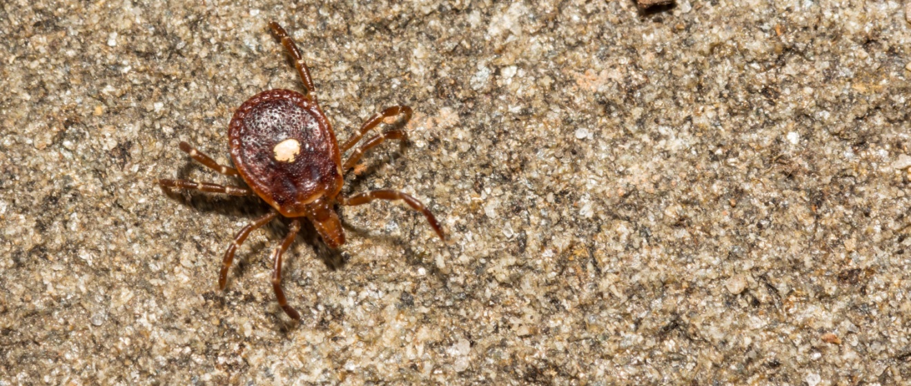 The Most Common Tick Species Found Around Lebanon, Tennessee