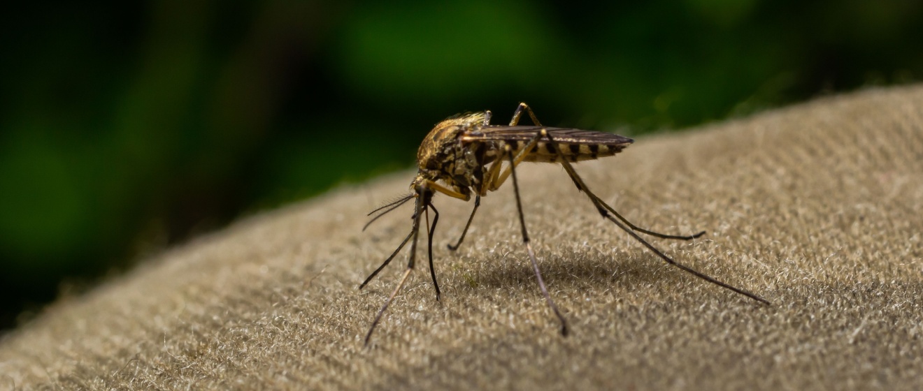 Why Are Mosquitoes So Bad in Lebanon, TN During the Summer?