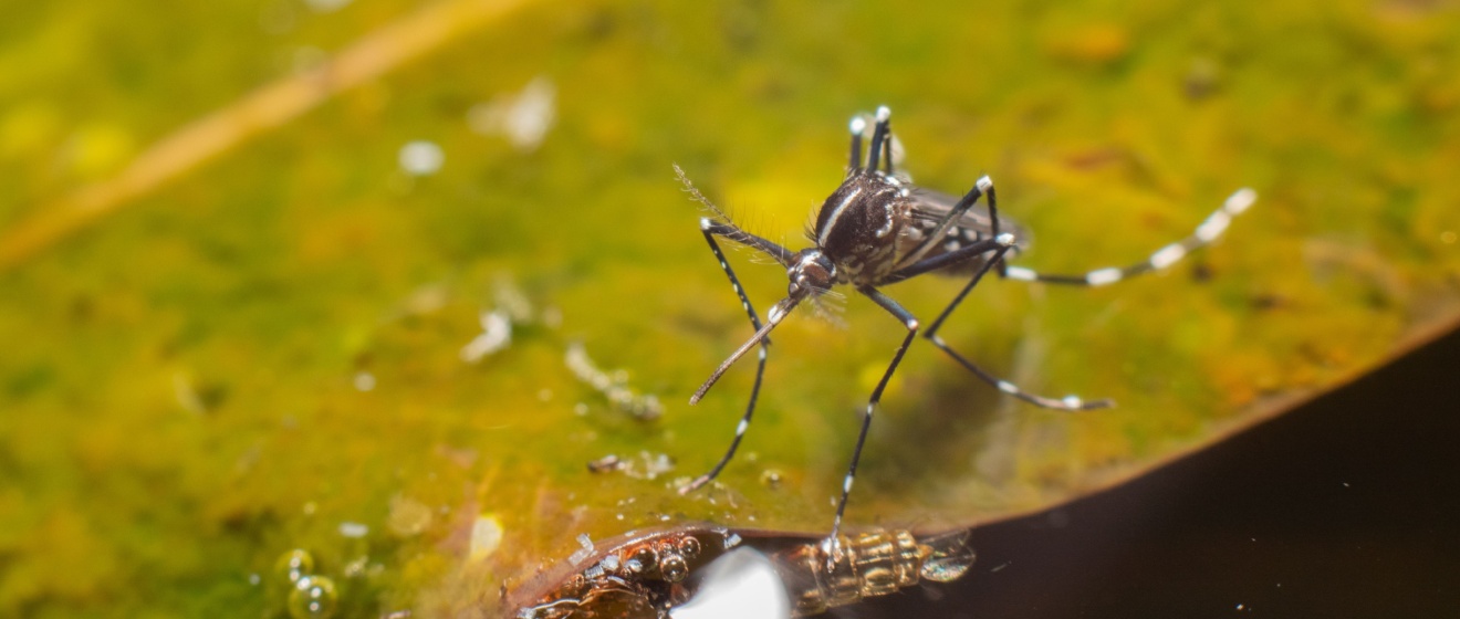 How Rain Affects Mosquito Populations in Wilson County