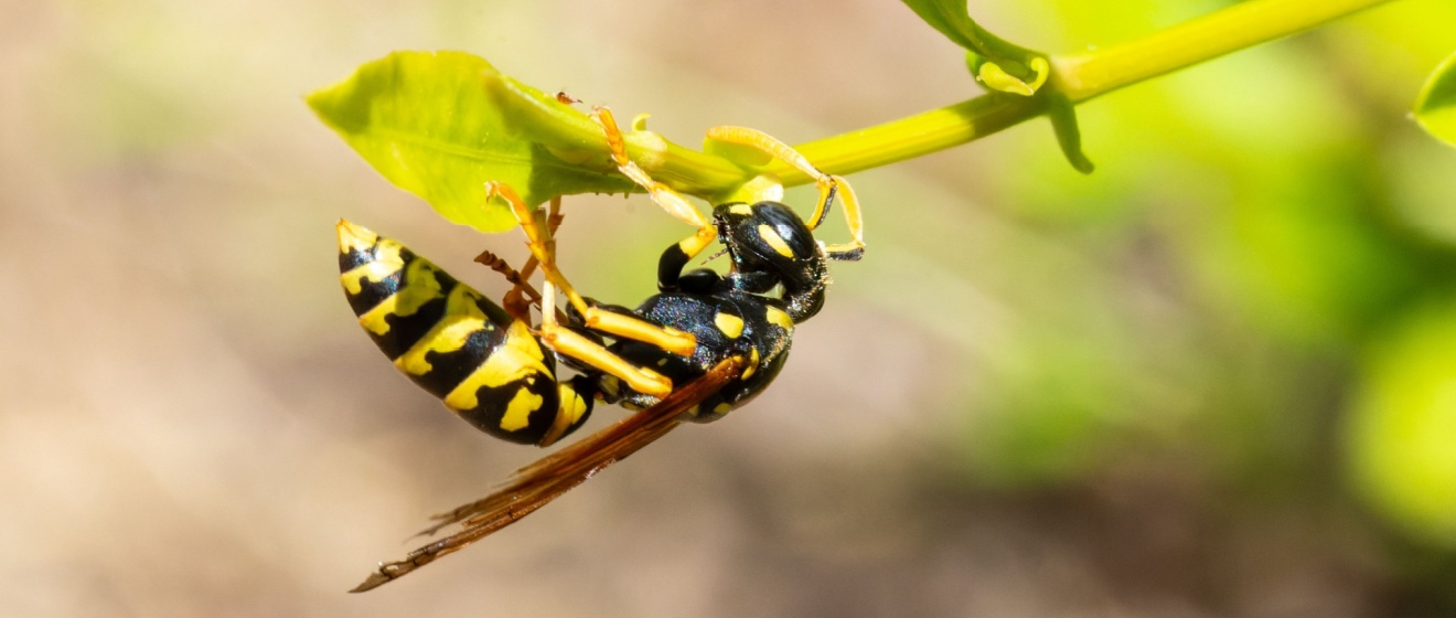 The Most Common Wasps, Hornets, and Yellowjackets Found in Lebanon, TN