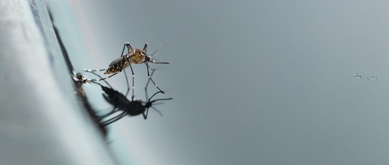 Can One Neighbor’s Standing Water Cause Mosquito Problems for the Whole Street?